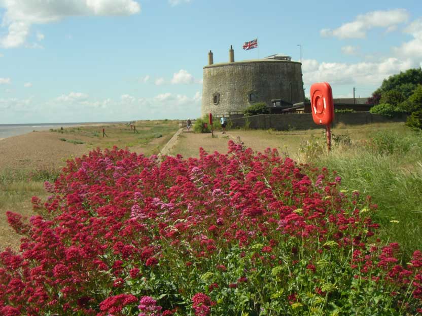 Valerian flowering near Martello tower